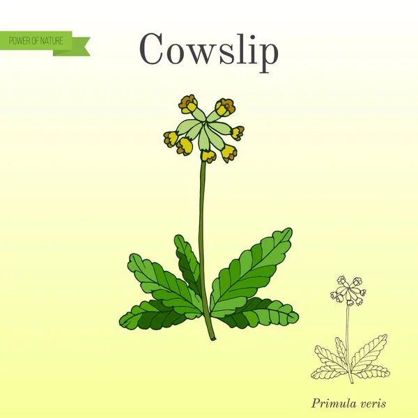 Primula veris cowslip comum, planta medicinal . —  Vetores de Stock