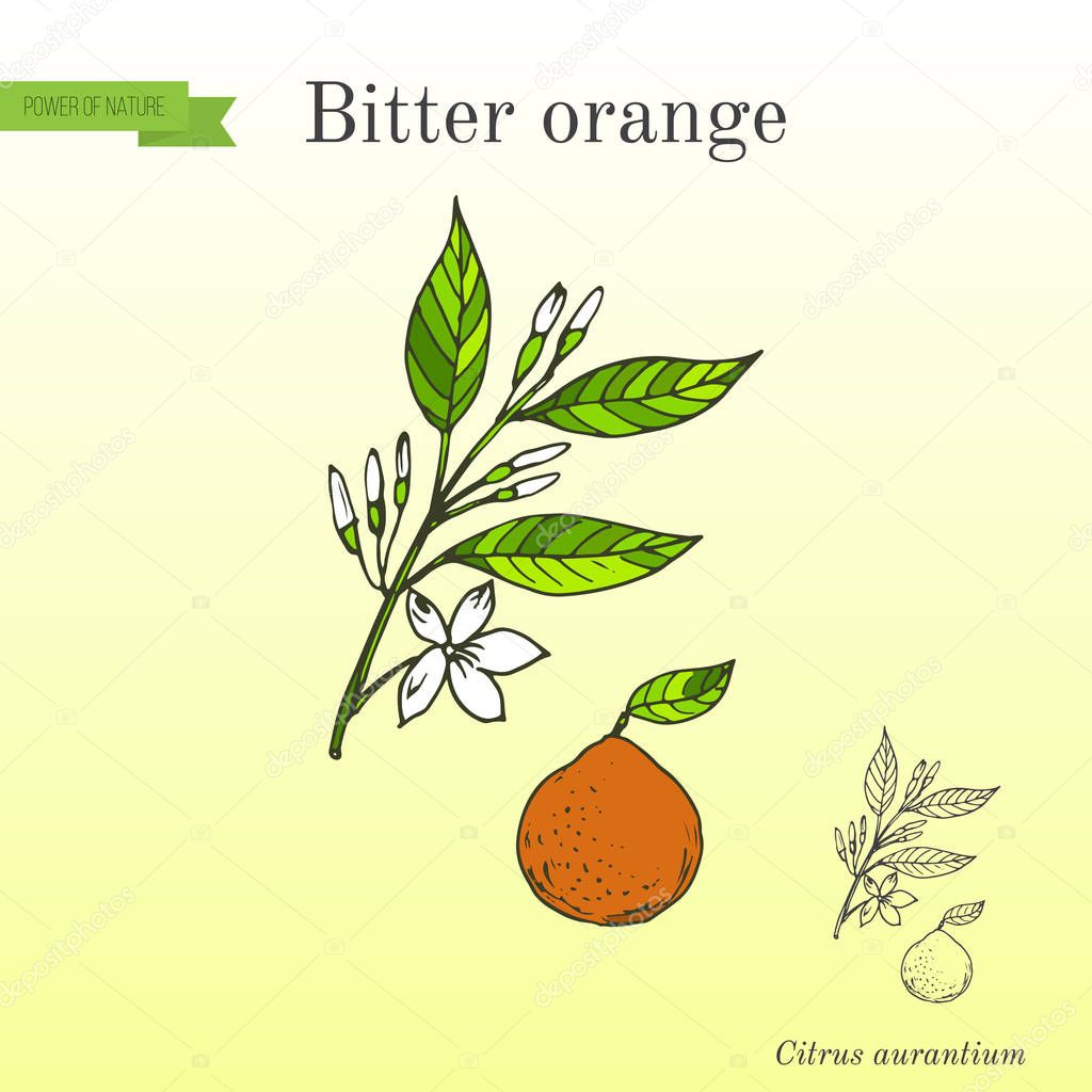 Bitter orange, Seville orange, sour orange, bigarade orange, or marmalade orange, twig with flowers