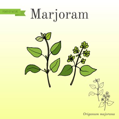 Aromatik otlar koleksiyonu - mercanköşk