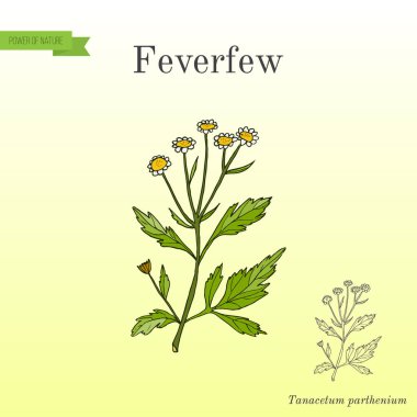 Feverfew - tıbbi bitki.