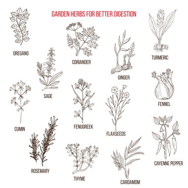 Daha iyi sindirim için en iyi Bahçe otlar