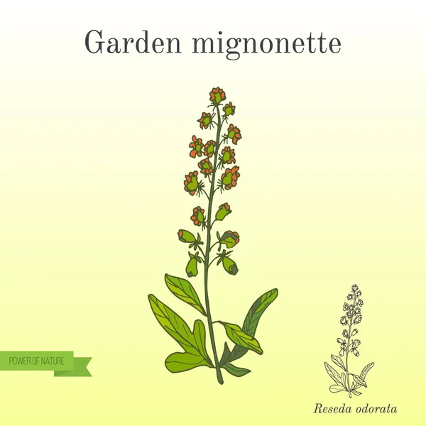 Reseda o Mignonette, piante aromatiche e medicinali — Vettoriale Stock