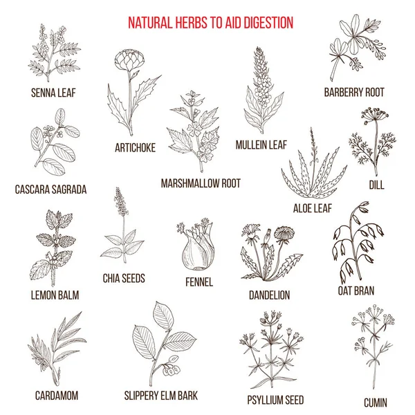 Remèdes à base de plantes pour la digestion — Image vectorielle