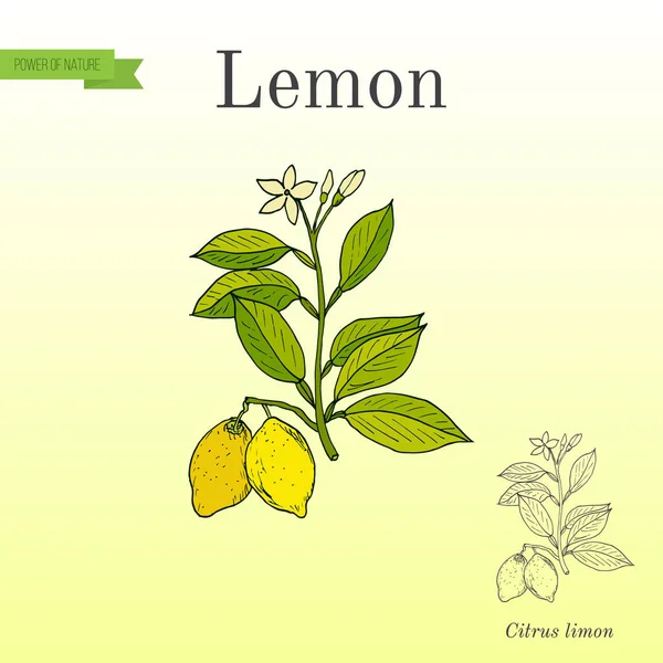 Limon dalı meyve ile — Stok Vektör