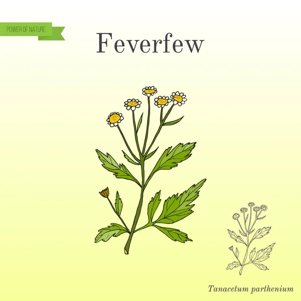 Feverfew - planta medicinal . — Vetor de Stock