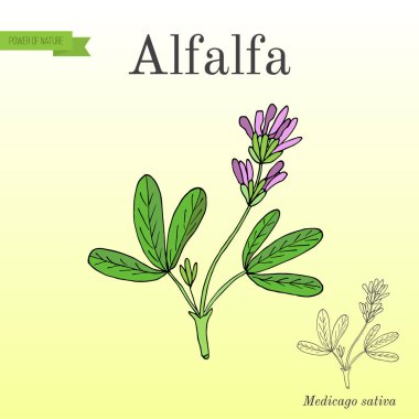 Yonca Medicago sativa .