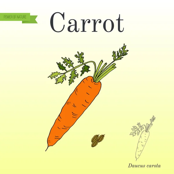 Морква. Серія овочів та інгредієнтів для приготування . — стоковий вектор