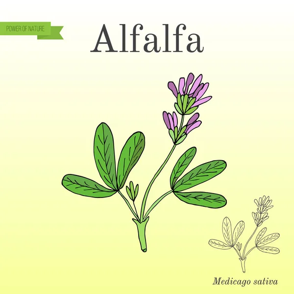 Alfalfa Medicago sativa . — Vector de stock
