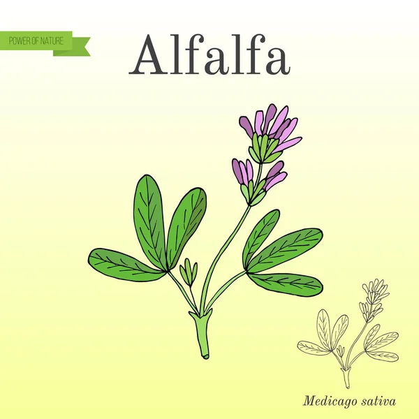 Alfalfa Medicago sativa . — Archivo Imágenes Vectoriales