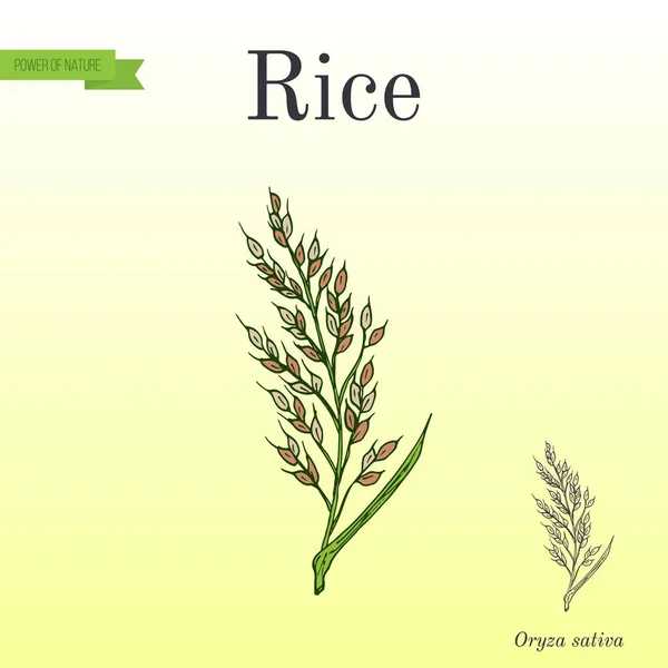 Handgezeichnete Reisohren-Skizze — Stockvektor