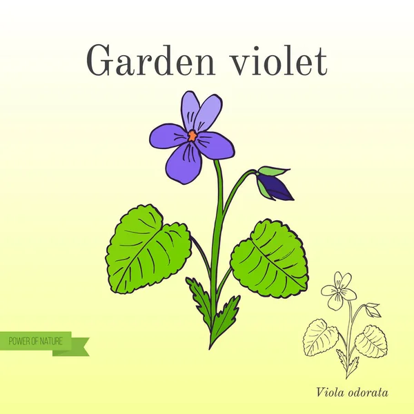 Bahçe Menekşe, aromatik ve tıbbi bitki — Stok Vektör