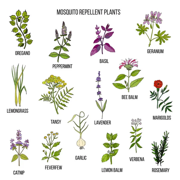 Καλύτερα εντομοαπωθητικά φυτά — Διανυσματικό Αρχείο