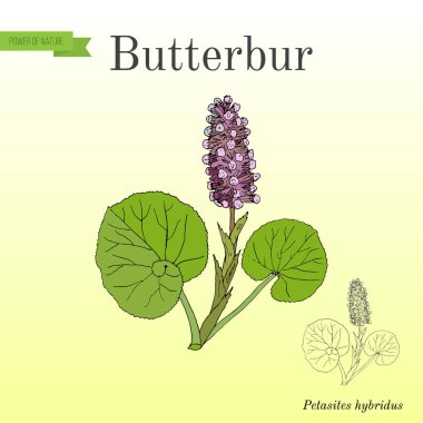 Palamut Petasites hybridus, şifalı bitki