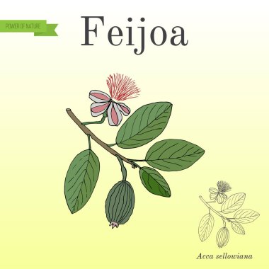 Feijoa kaymak ağacı, ya da ananas guava ve guavasteen, meyve bitki