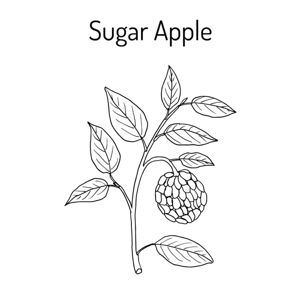 Gula-apel Annona squamosa, tanaman buah - Stok Vektor