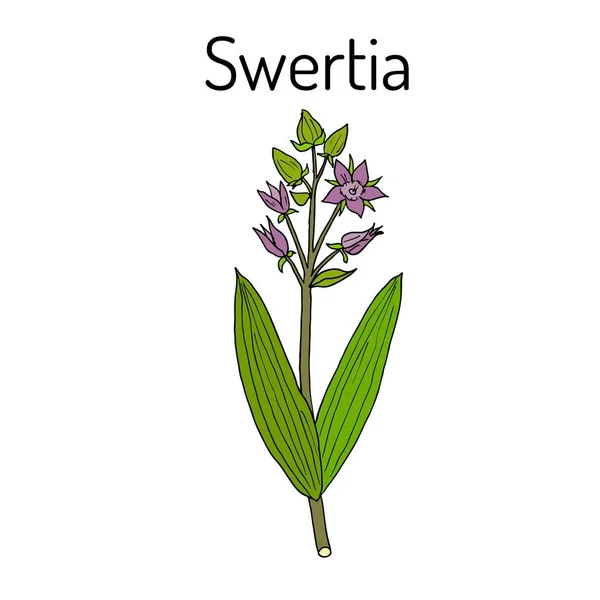 Swertia chirata plante médicinale — Image vectorielle