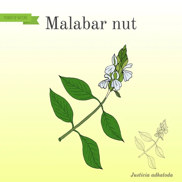 马拉巴尔螺母正义藏药哇或 adulsa，藏药哇，瓦萨或 vasaka，药用植物 — 图库矢量图片