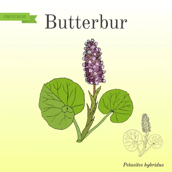 Butterbur Petasites гібридний, лікарські рослини — стоковий вектор