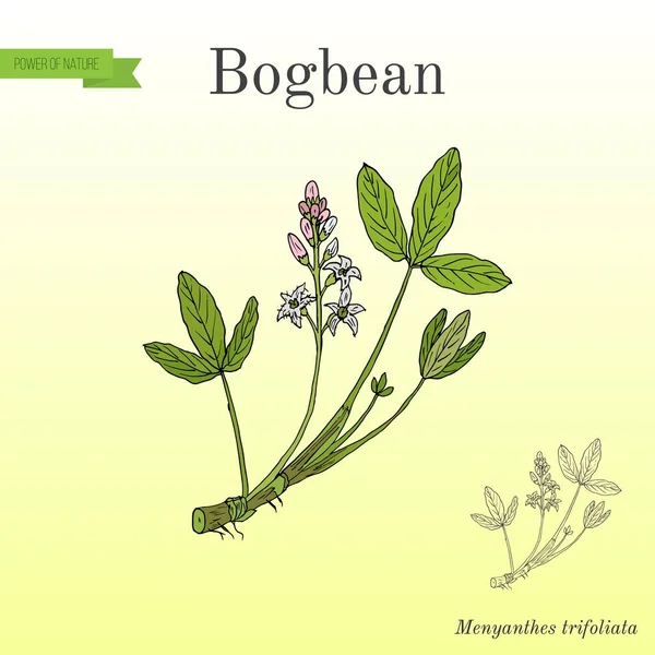 Bogbean 또는 buckbean Menyanthes trifoliata, 약용 식물 — 스톡 벡터