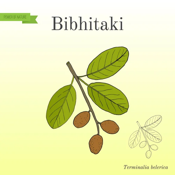 Bahera，或 bibhitaki、 beleric 或私生子诃子诃子 bellirica，药用植物 — 图库矢量图片