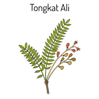 Tongkat Ali Eurycoma longifolia , veya Pasak Bumi, şifalı bitki.