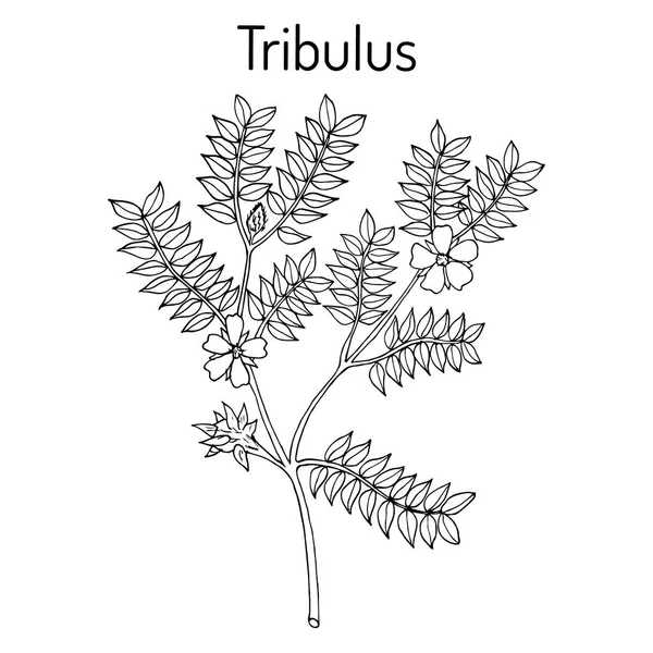 Bullhead Tribulus terrestris, planta medicinal — Vector de stock