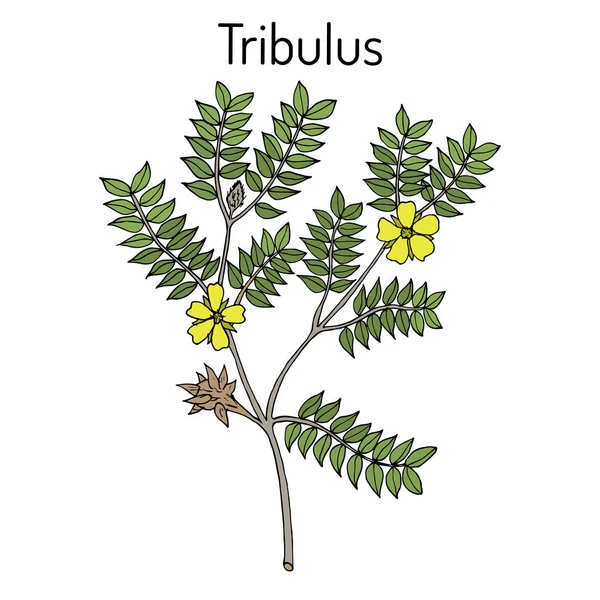 Bullhead Tribulus terrestris, tanaman obat - Stok Vektor