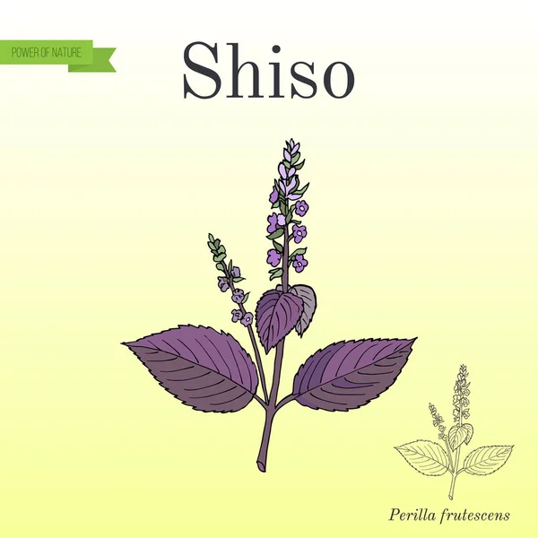 Shiso Perilla frutescens, baharat ve şifalı bitki — Stok Vektör