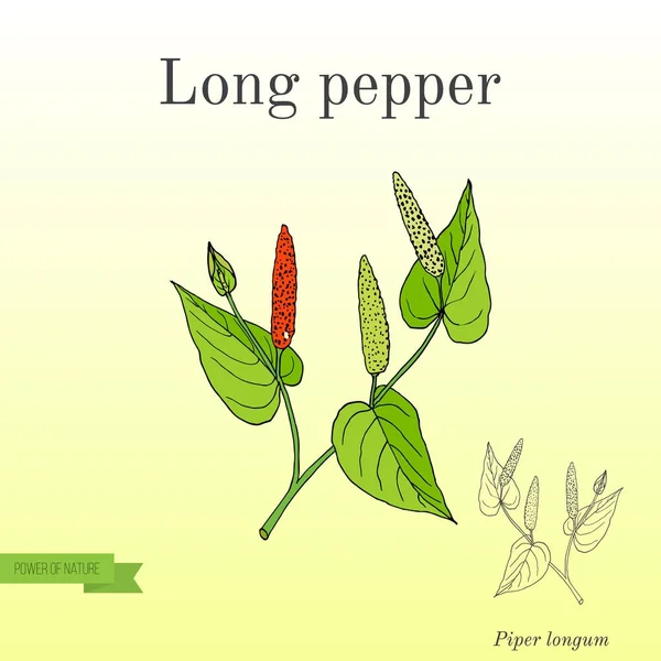 阿育吠陀植物长辣椒, pippali — 图库矢量图片