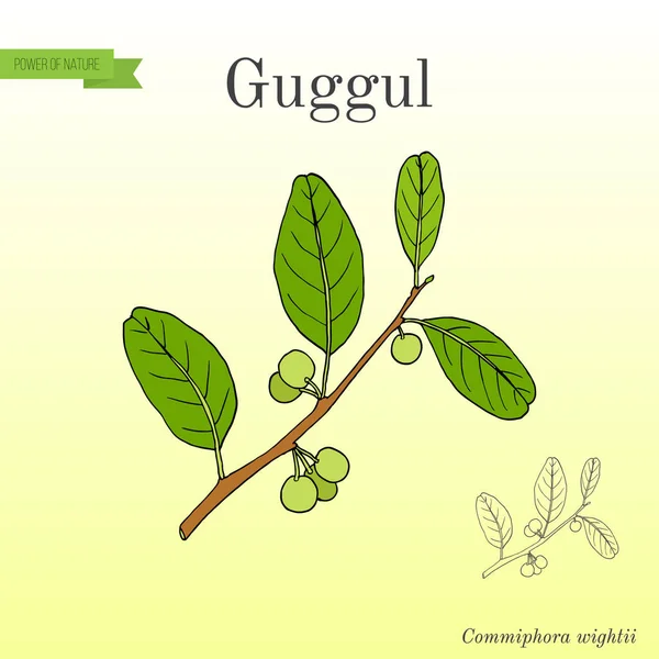 最佳印度草药植物 guggul — 图库矢量图片
