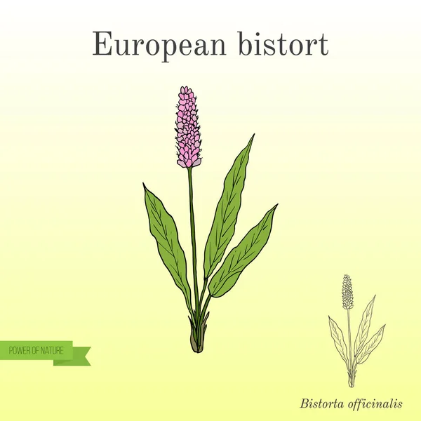 유럽 Bistort 또는 snakeweed — 스톡 벡터