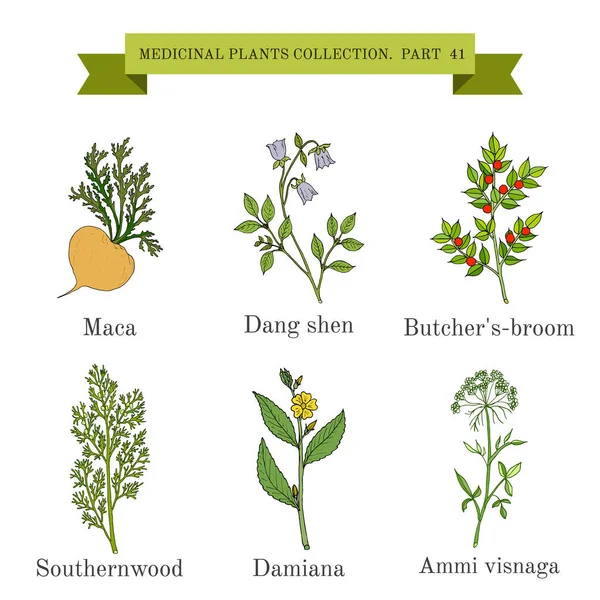 Colección vintage de hierbas y plantas medicinales — Vector de stock