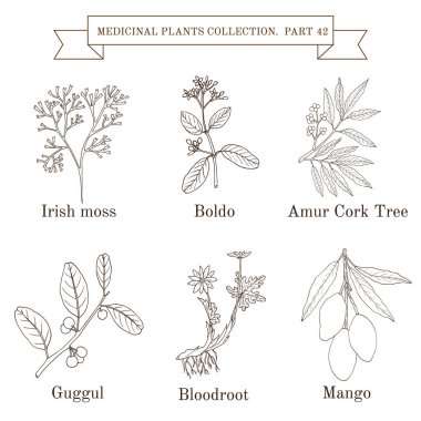 Tıbbi otlar ve bitkiler Vintage koleksiyonu