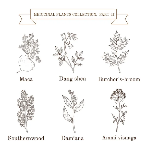 Colección vintage de hierbas y plantas medicinales — Archivo Imágenes Vectoriales