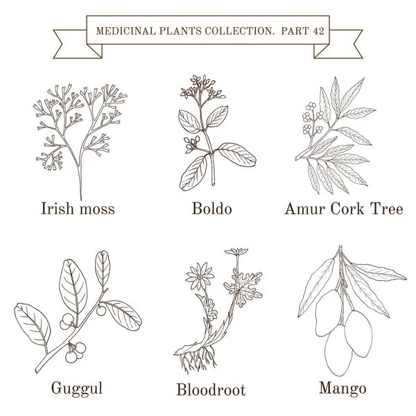 Colección vintage de hierbas y plantas medicinales — Vector de stock