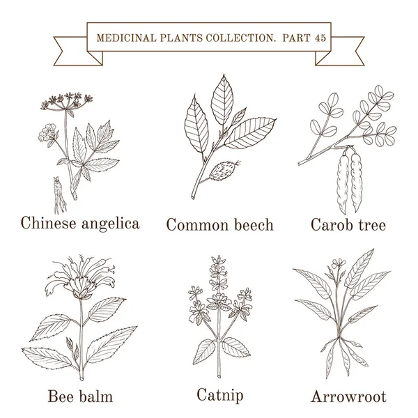Colección vintage de hierbas y plantas medicinales — Archivo Imágenes Vectoriales