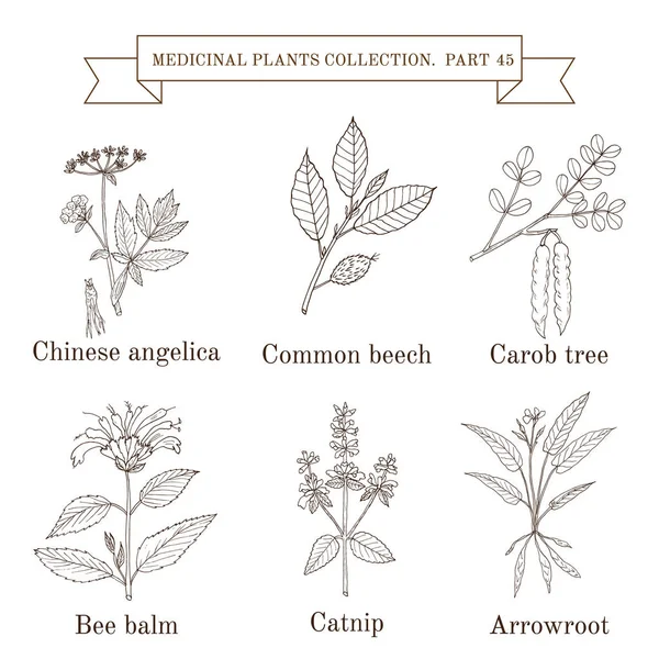 Coleção vintage de ervas e plantas medicinais — Vetor de Stock