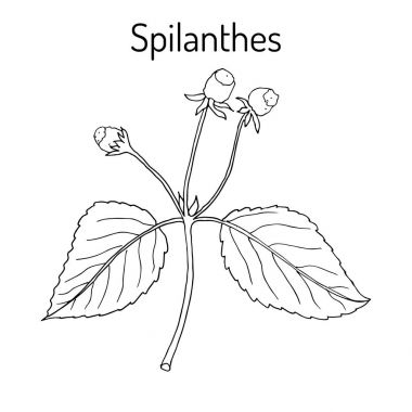 Spilanthes Acmella oleracea, şifalı bitki