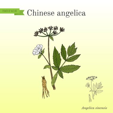 Angelica sinensis, dong quai ya da kadın ginseng - tıbbi bitki
