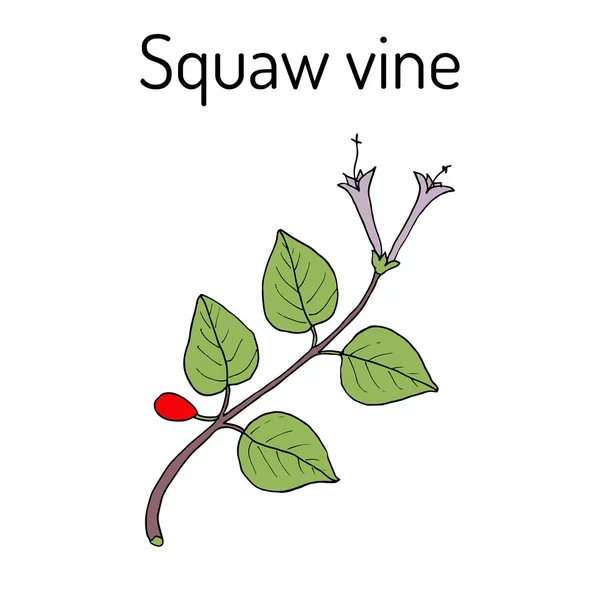 Squaw vinstockar Mitchella repens eller partridge berry, medicinalväxt — Stock vektor