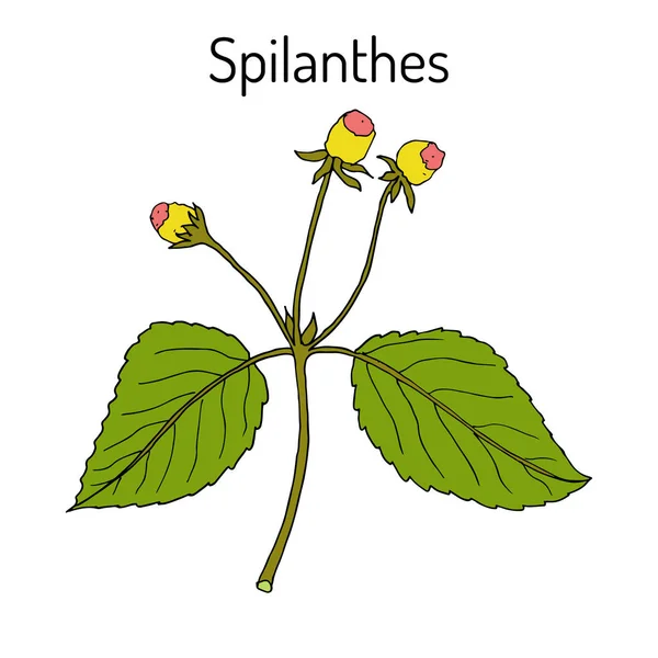 Spilanthes Acmella Городня, лікарські рослини — стоковий вектор