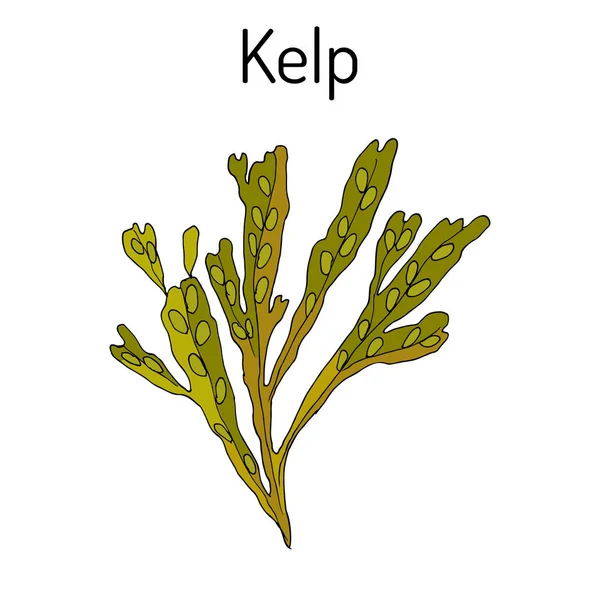 Kelp Fucus vesiculosus, algas marinas — Vector de stock