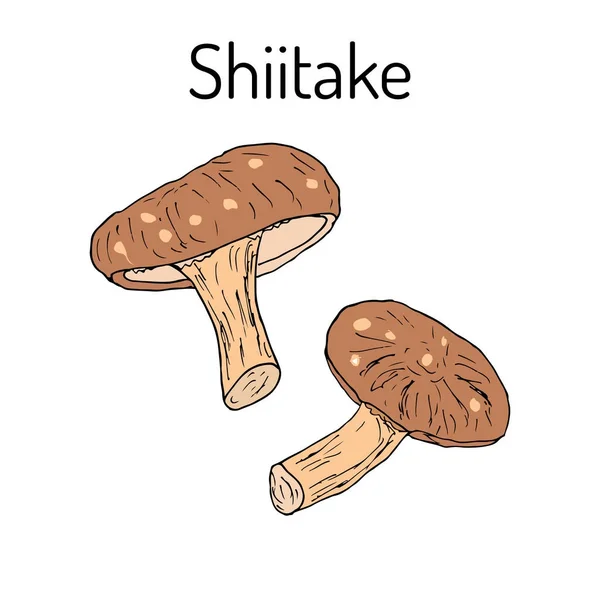 Shiitake mushroom Lentinula edodes, roślina lecznicza — Wektor stockowy
