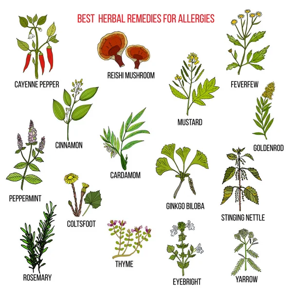 Beste kruiden remedies voor allergieën — Stockvector