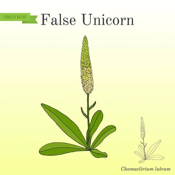 False unicorn Chamaelirium luteum , ornamental and medical plant — Stock Vector