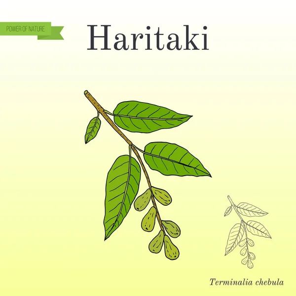 Haritaki Terminalia chebula, ή μαύρο, ή είναι chebulic, Αγιουρβέδα φυτών — Διανυσματικό Αρχείο