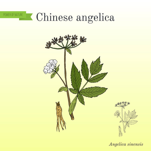 Angelica sinensis, or dong quai, or female ginseng - medicinal herb