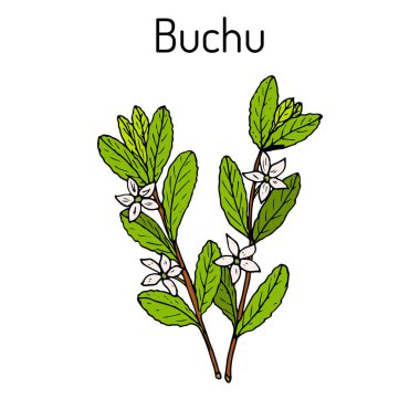 Buçu Agathosma betulina, şifalı bitki