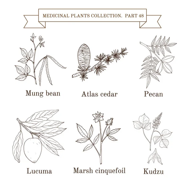 빈티지 컬렉션의 그려진 약초와 식물 — 스톡 벡터