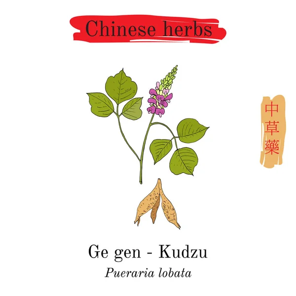 Medicinal herbs of China. Kudzu pueraria montana — Stock Vector